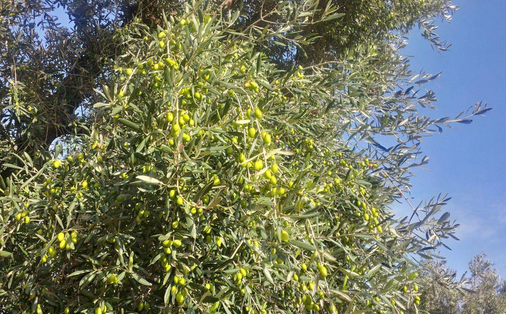 فاسانو Masseria Don Sante المظهر الخارجي الصورة