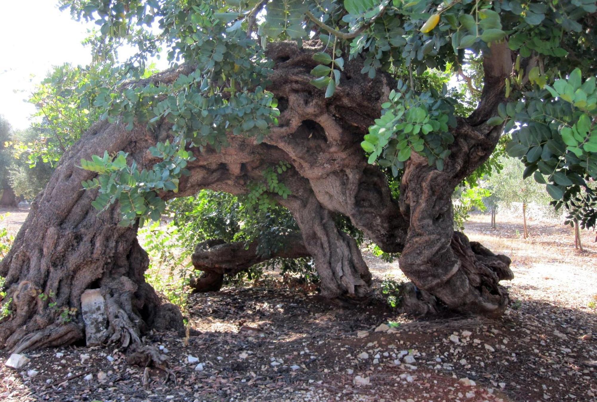 فاسانو Masseria Don Sante المظهر الخارجي الصورة